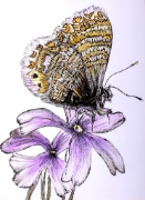 Papillon - 04